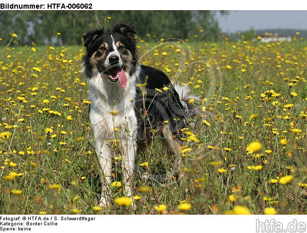 Border Collie / HTFA-006062