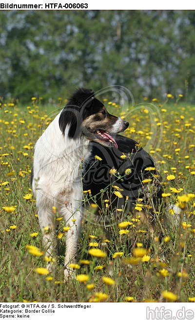 Border Collie / HTFA-006063