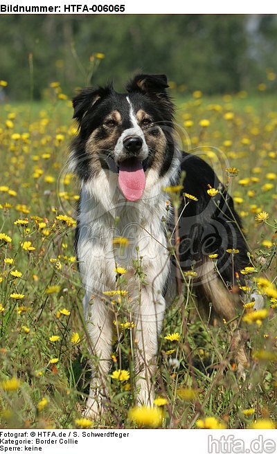 Border Collie / HTFA-006065