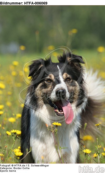 Border Collie / HTFA-006069