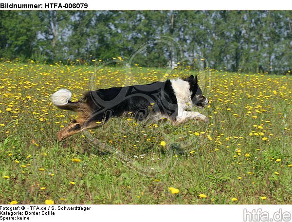 Border Collie / HTFA-006079