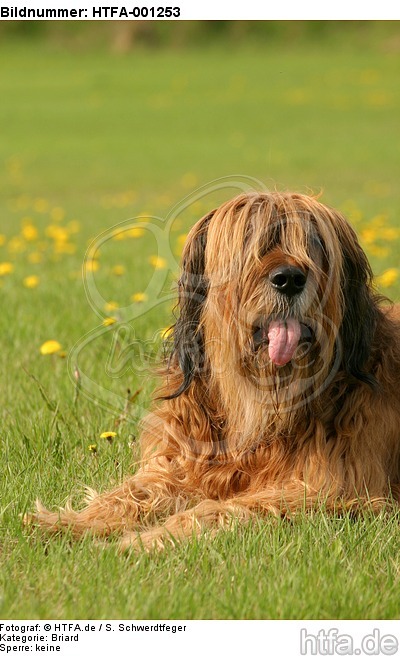 Briard / berger de brie / HTFA-001253