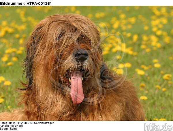 Briard / berger de brie / HTFA-001261