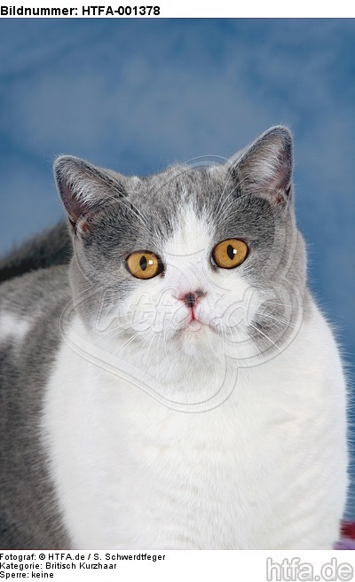 Britisch Kurzhaar / british shorthair / HTFA-001378