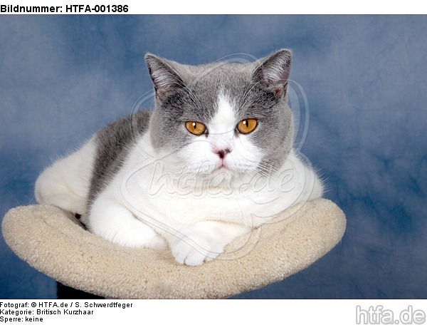 Britisch Kurzhaar / british shorthair / HTFA-001386