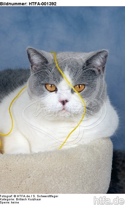 Britisch Kurzhaar / british shorthair / HTFA-001392