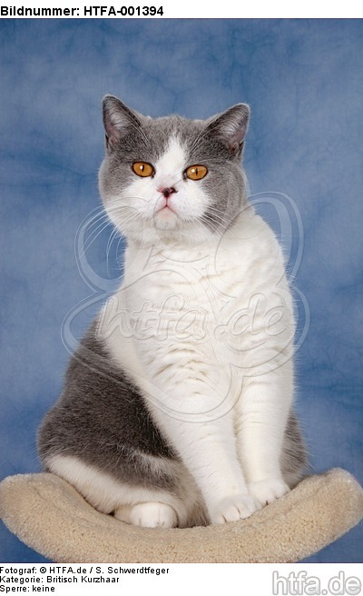 Britisch Kurzhaar / british shorthair / HTFA-001394