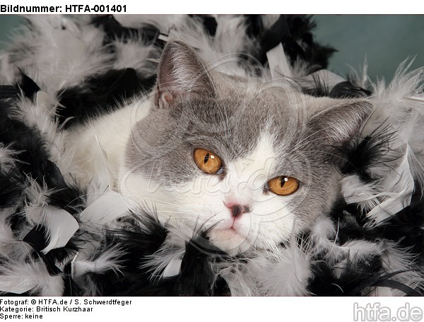 Britisch Kurzhaar / british shorthair / HTFA-001401