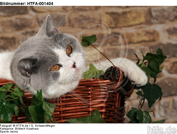 Britisch Kurzhaar / british shorthair / HTFA-001404