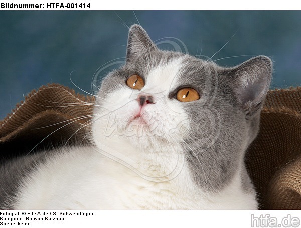 Britisch Kurzhaar / british shorthair / HTFA-001414