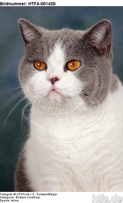 Britisch Kurzhaar / british shorthair / HTFA-001420