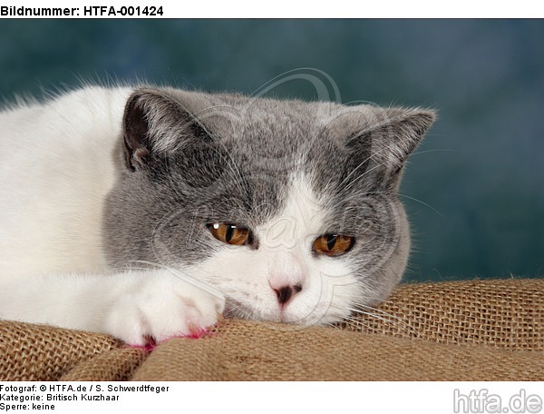 Britisch Kurzhaar / british shorthair / HTFA-001424