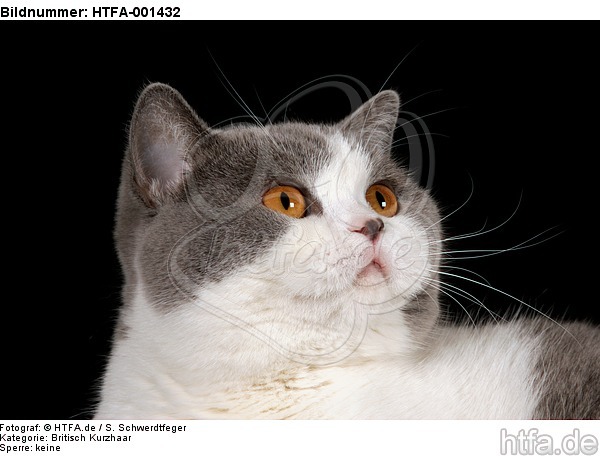 Britisch Kurzhaar / british shorthair / HTFA-001432