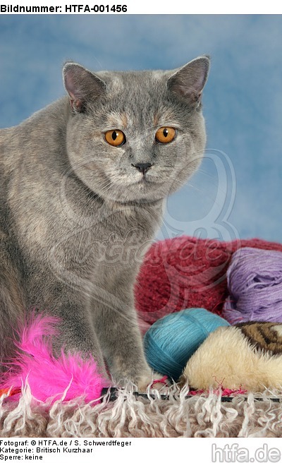 Britisch Kurzhaar / british shorthair / HTFA-001456