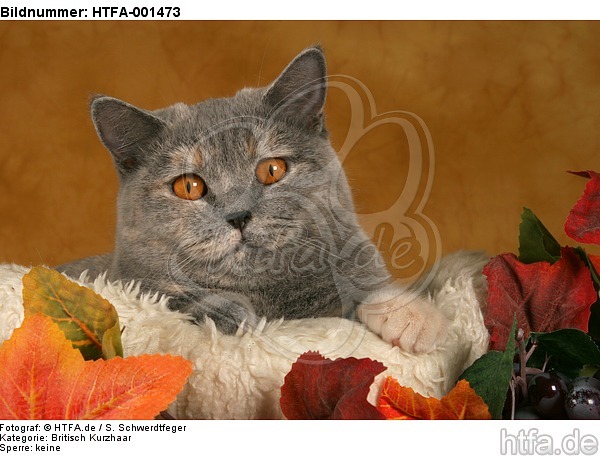 Britisch Kurzhaar / british shorthair / HTFA-001473