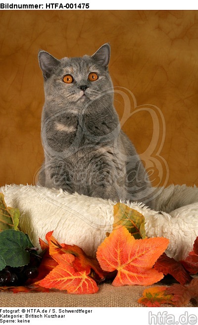 Britisch Kurzhaar / british shorthair / HTFA-001475