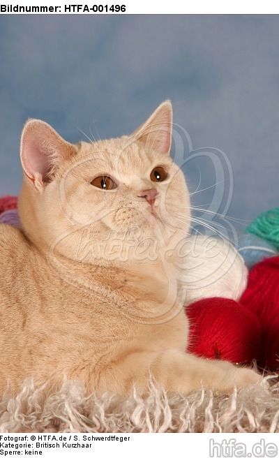 Britisch Kurzhaar / british shorthair / HTFA-001496