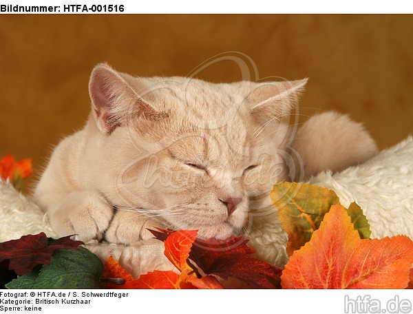 Britisch Kurzhaar / british shorthair / HTFA-001516