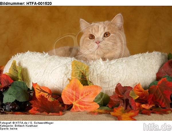 Britisch Kurzhaar / british shorthair / HTFA-001520