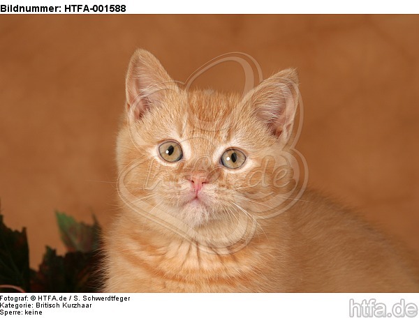Britisch Kurzhaar Kätzchen / british shorthair kitten / HTFA-001588