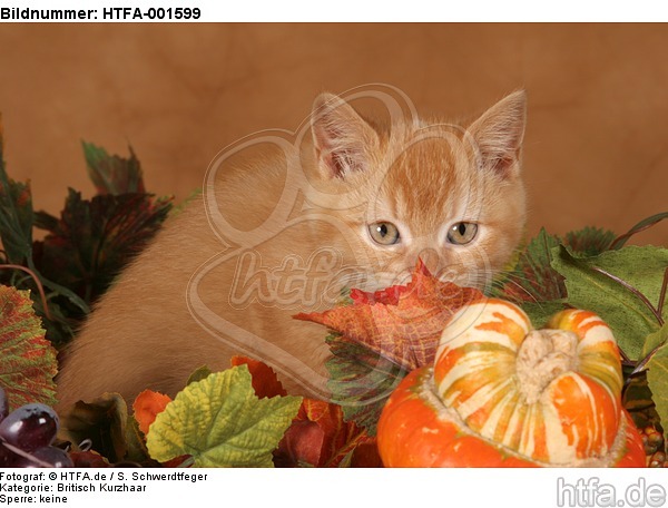 Britisch Kurzhaar Kätzchen / british shorthair kitten / HTFA-001599