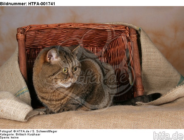 Britisch Kurzhaar / british shorthair / HTFA-001741