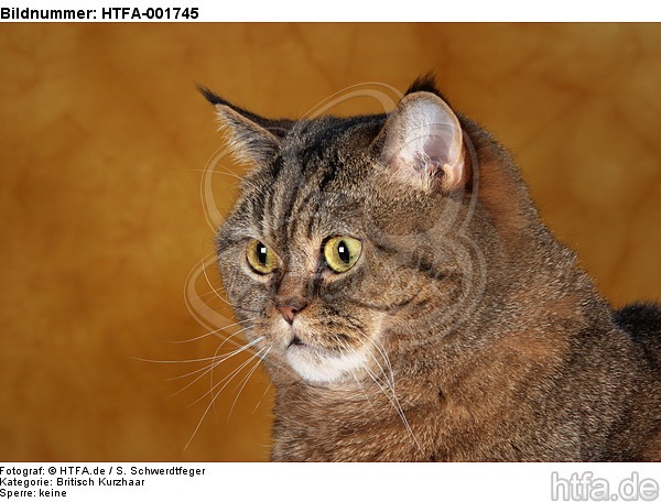 Britisch Kurzhaar / british shorthair / HTFA-001745