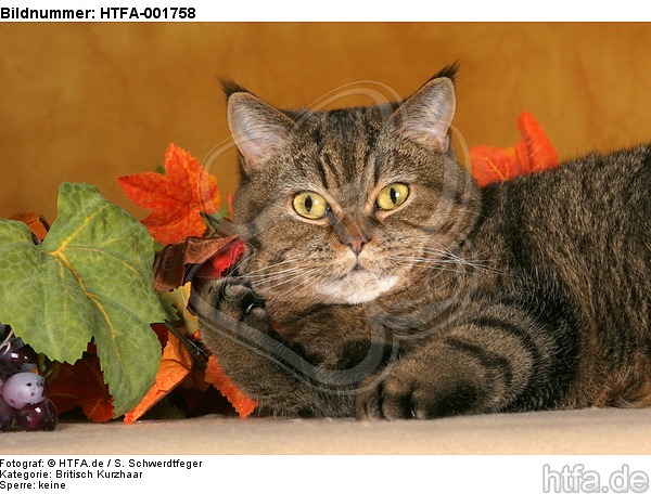 Britisch Kurzhaar / british shorthair / HTFA-001758