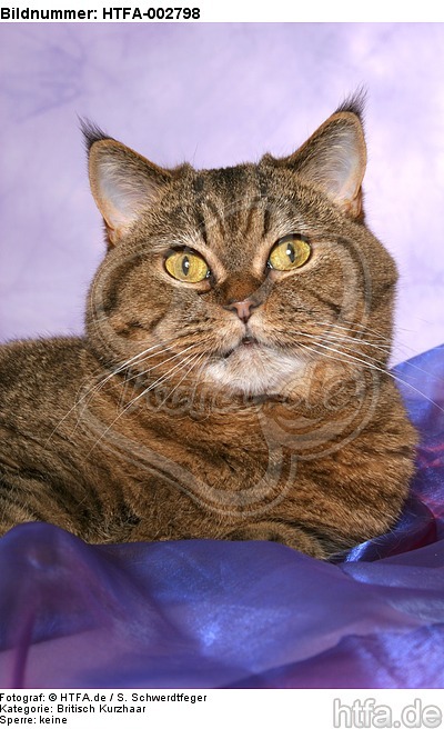 Britisch Kurzhaar / british shorthair / HTFA-002798