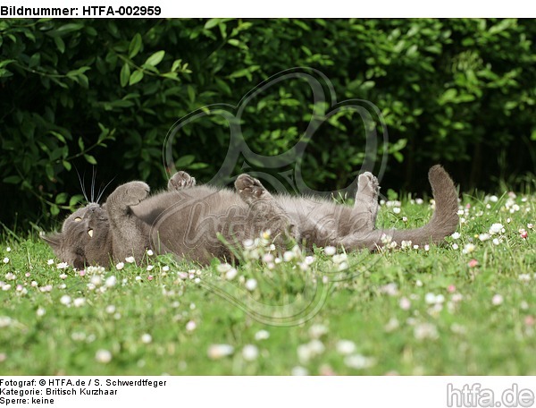 Britisch Kurzhaar Kätzchen / british shorthair kitten / HTFA-002959