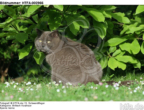 Britisch Kurzhaar Kätzchen / british shorthair kitten / HTFA-002966