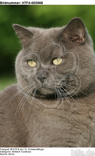Britisch Kurzhaar Kätzchen / british shorthair kitten / HTFA-002968