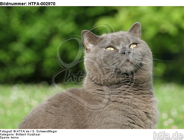 Britisch Kurzhaar Kätzchen / british shorthair kitten / HTFA-002970
