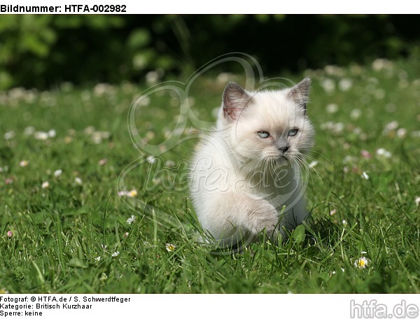Britisch Kurzhaar Kätzchen / british shorthair kitten / HTFA-002982
