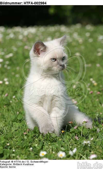 Britisch Kurzhaar Kätzchen / british shorthair kitten / HTFA-002984