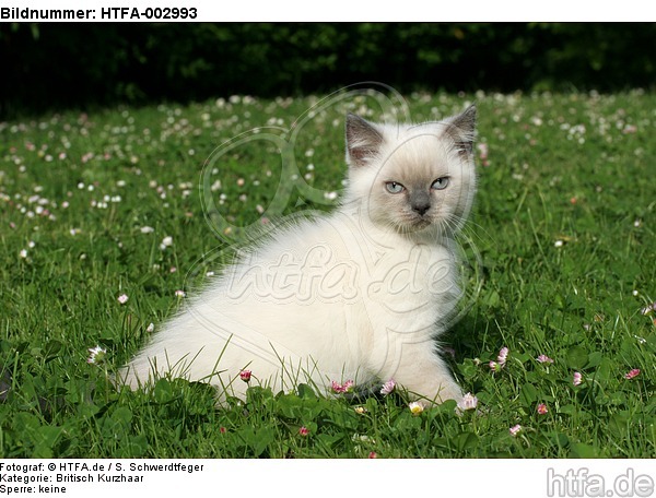 Britisch Kurzhaar Kätzchen / british shorthair kitten / HTFA-002993