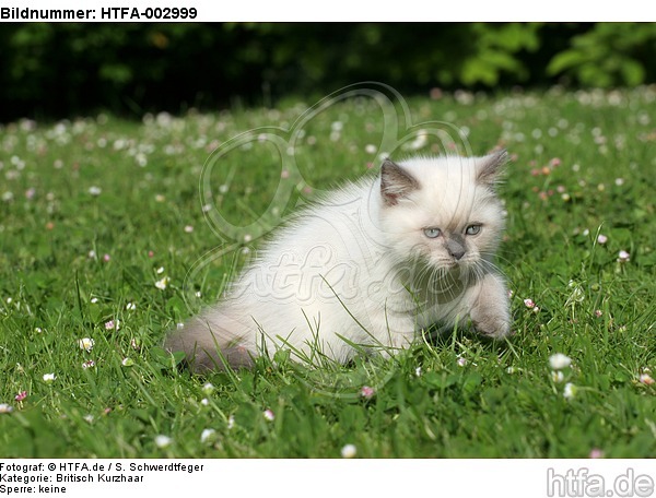 Britisch Kurzhaar Kätzchen / british shorthair kitten / HTFA-002999