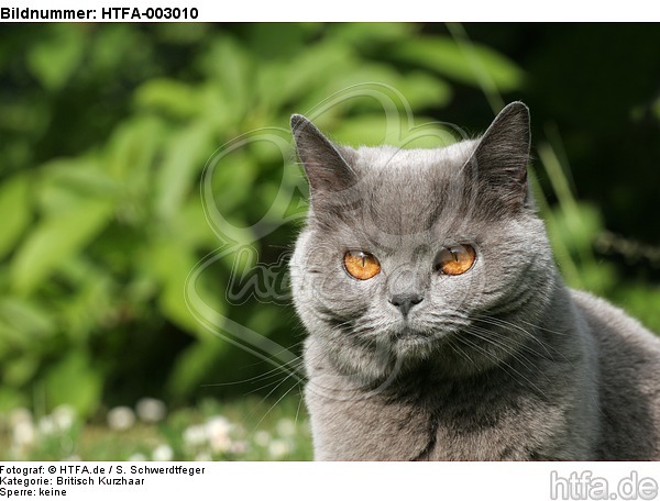 Britisch Kurzhaar / british shorthair / HTFA-003010