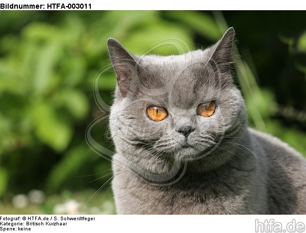 Britisch Kurzhaar / british shorthair / HTFA-003011