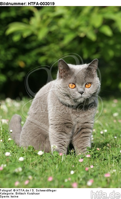 Britisch Kurzhaar / british shorthair / HTFA-003019