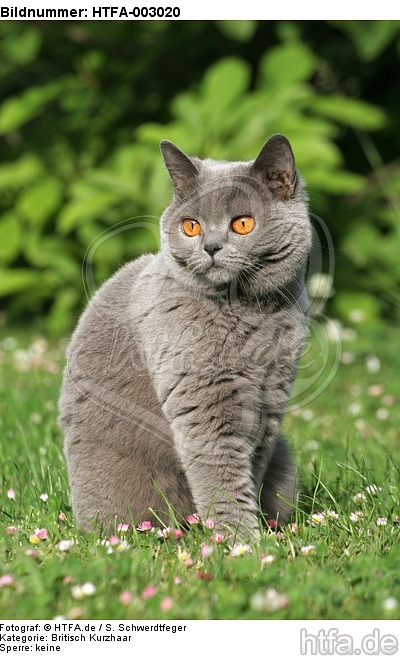 Britisch Kurzhaar / british shorthair / HTFA-003020