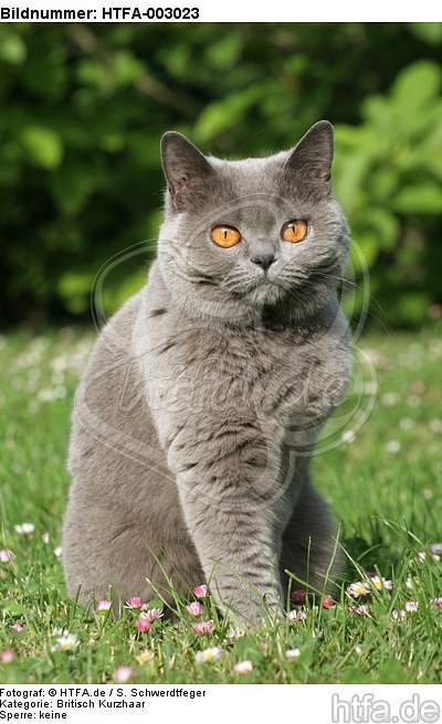 Britisch Kurzhaar / british shorthair / HTFA-003023