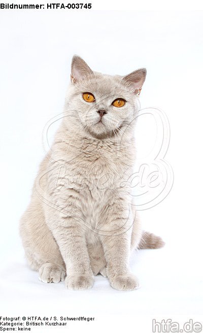 Britisch Kurzhaar / british shorthair / HTFA-003745