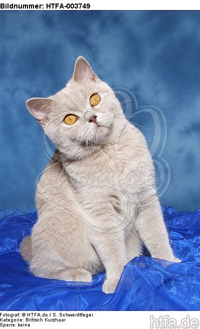 Britisch Kurzhaar / british shorthair / HTFA-003749