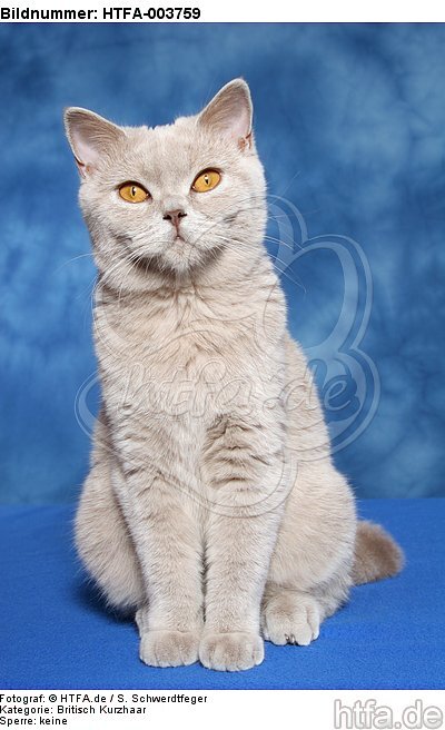 Britisch Kurzhaar / british shorthair / HTFA-003759