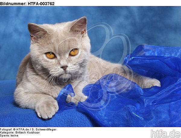 Britisch Kurzhaar / british shorthair / HTFA-003762