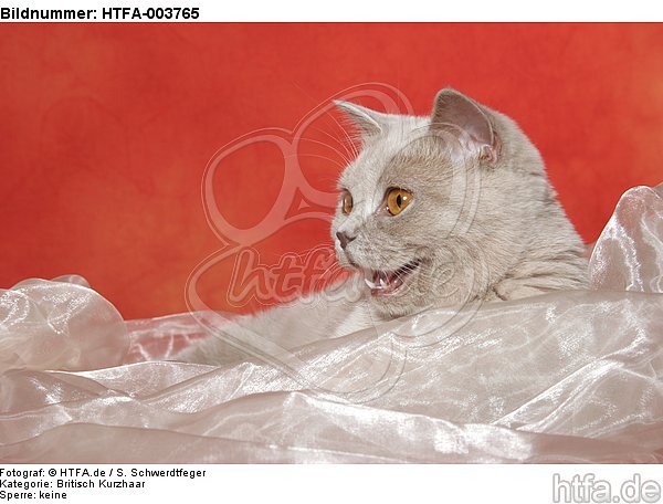 Britisch Kurzhaar / british shorthair / HTFA-003765