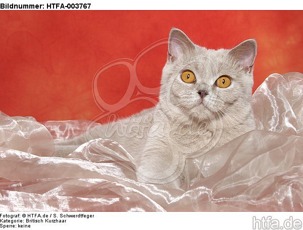 Britisch Kurzhaar / british shorthair / HTFA-003767