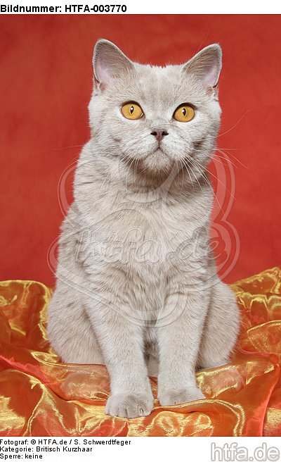 Britisch Kurzhaar / british shorthair / HTFA-003770