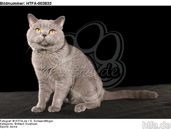 Britisch Kurzhaar / british shorthair / HTFA-003833